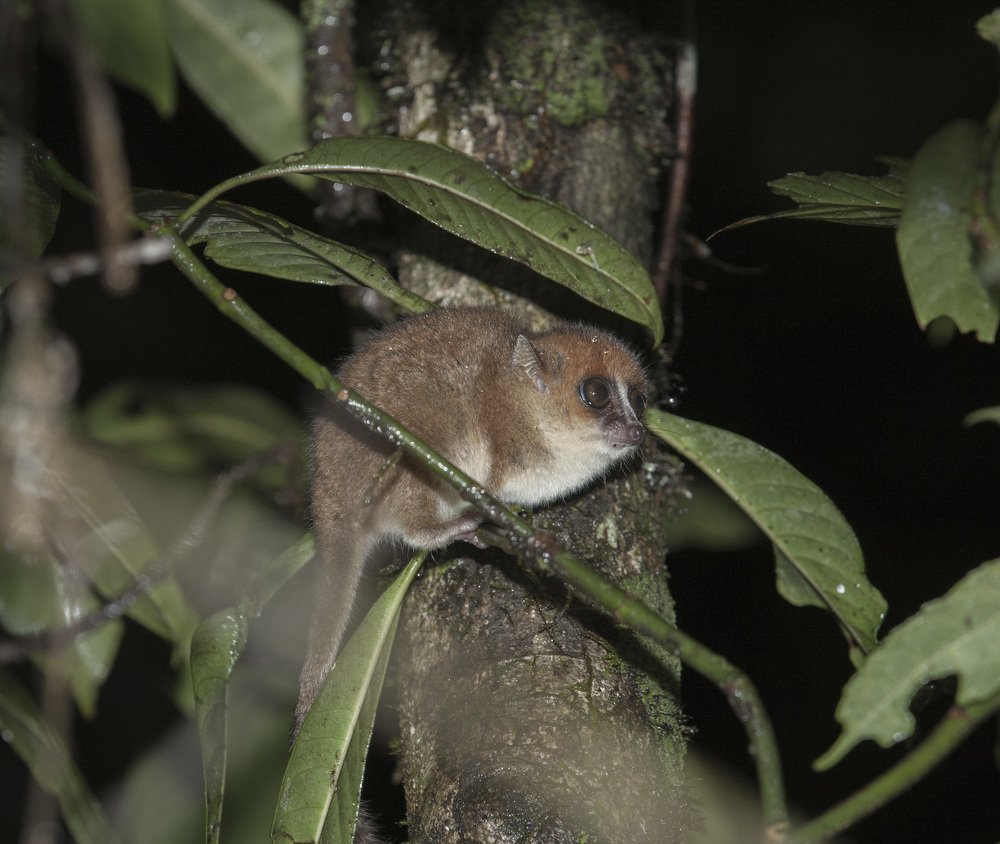 Фотография автора Oskars Smelins