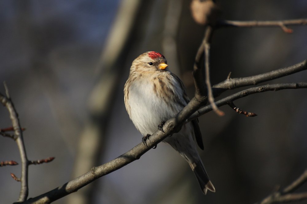 Зимняя птаха