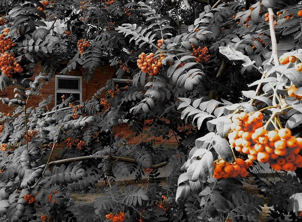 Цвет рябины