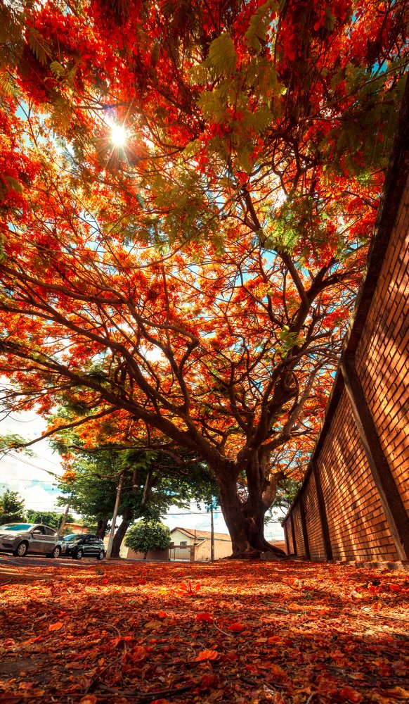 Photograph by Silvana Santos