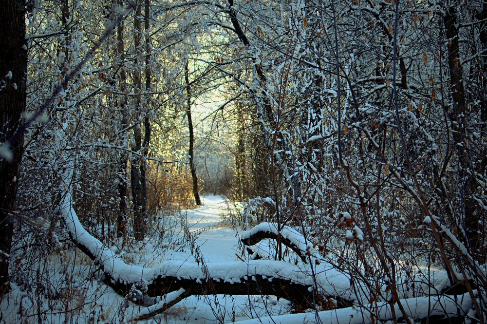 Уфимский лес