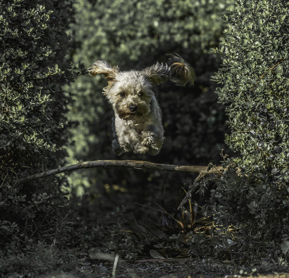 Photograph by Igor Tourovski