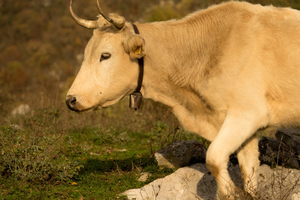Фотография автора Нина Кулишова