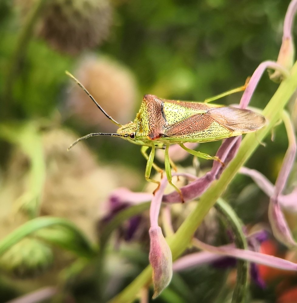 Photograph by Natalia Megelbey