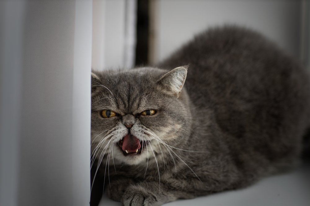 Photograph by Светлана Ерохина