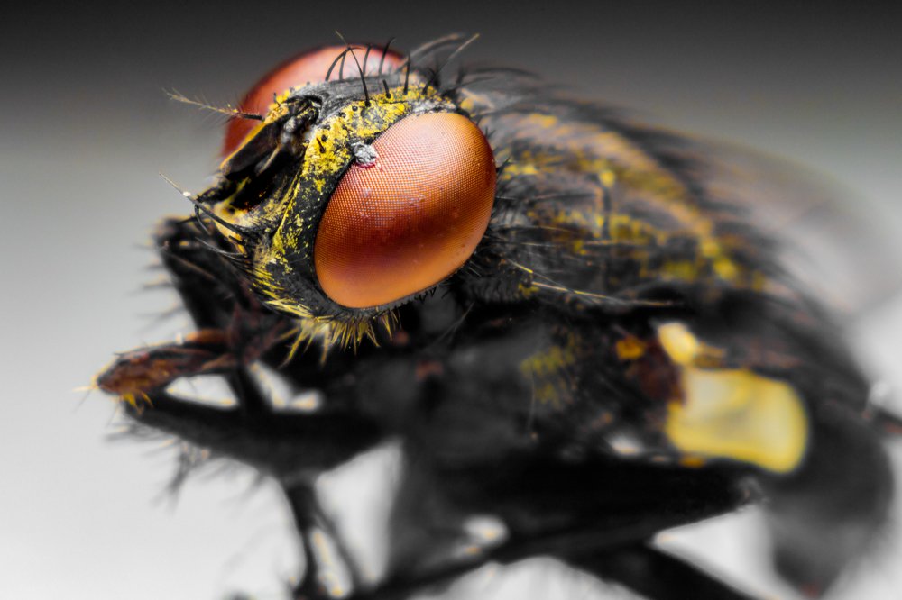 Фотография автора Gabriel de Araujo Almeida