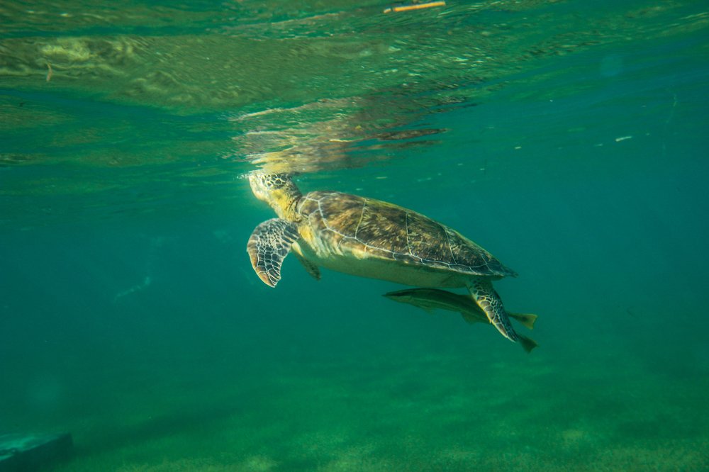 Photograph by Timur Korotkov