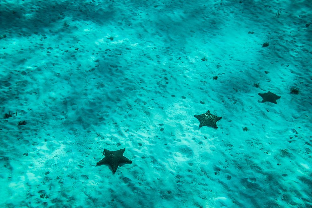 Photograph by Timur Korotkov