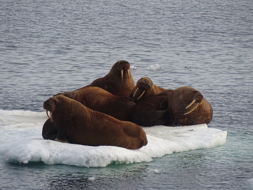 КОММУНАЛЬНАЯ ЛЬДИНА
