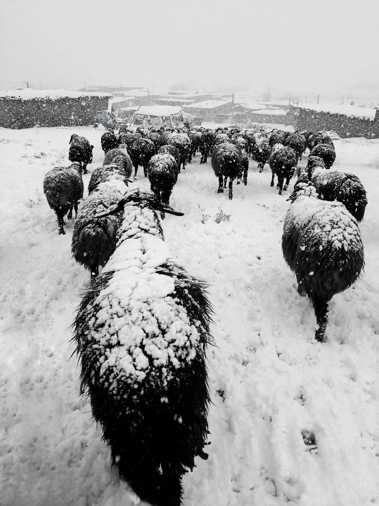 Фотография автора Alipour mohammad