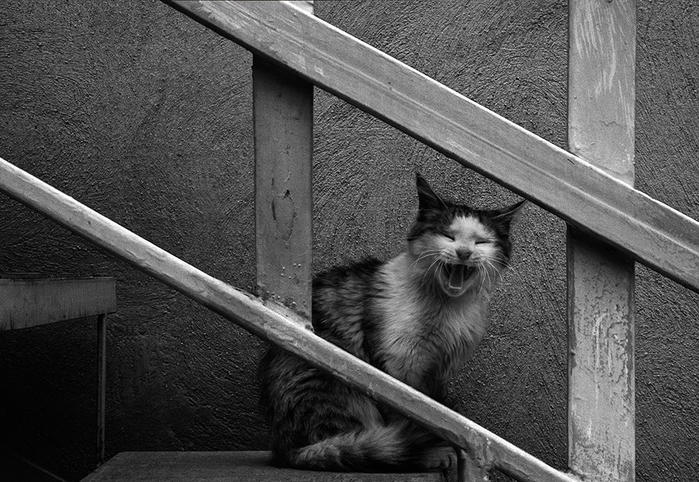 Photograph by Navid Mofidi Ahmadi