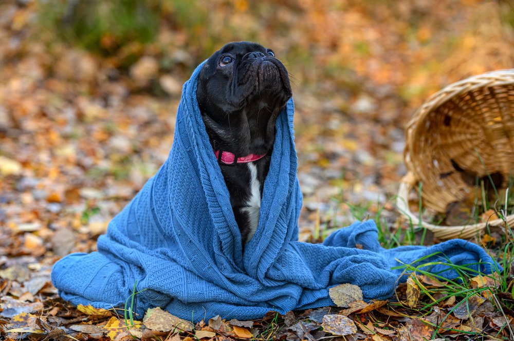 Осенняя прогулка