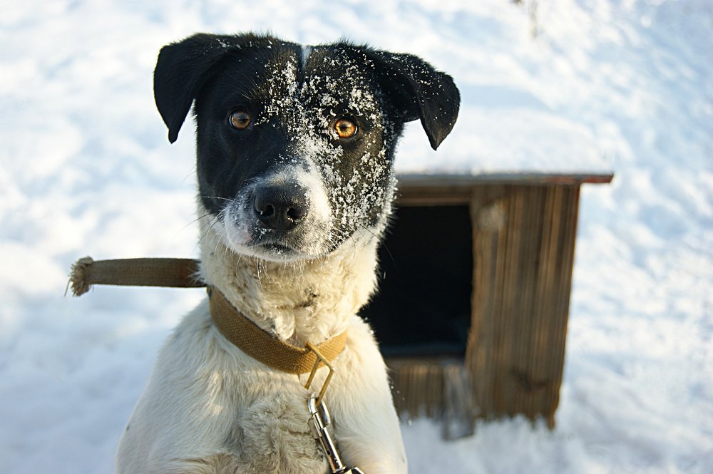 Лорд и первый снег!
