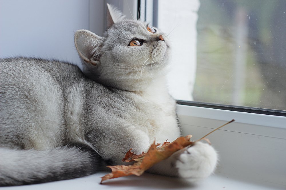 осень за окном