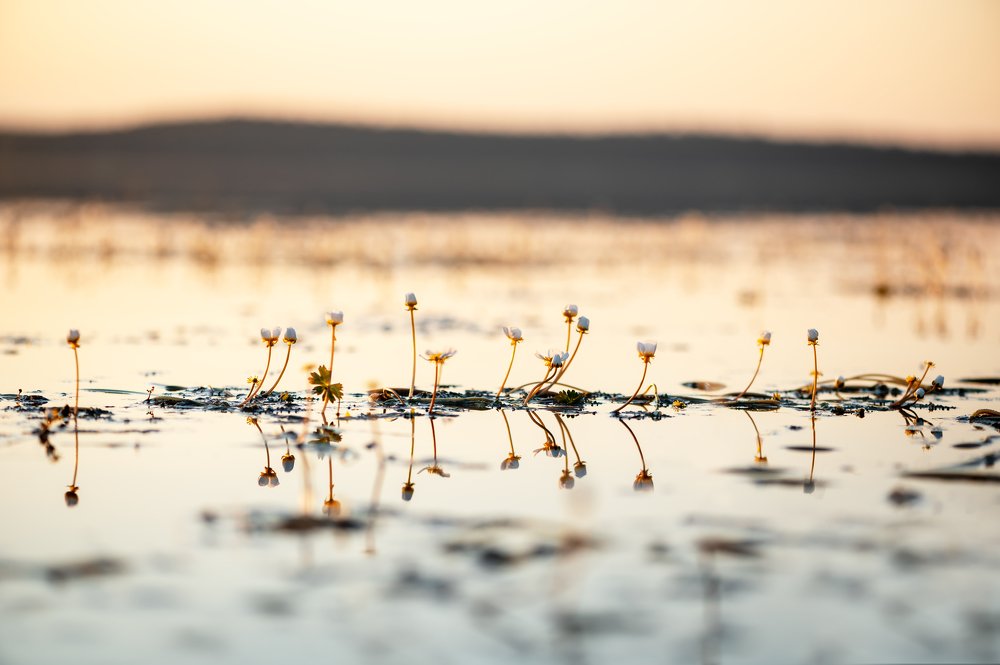 Photograph by Nau-Nau