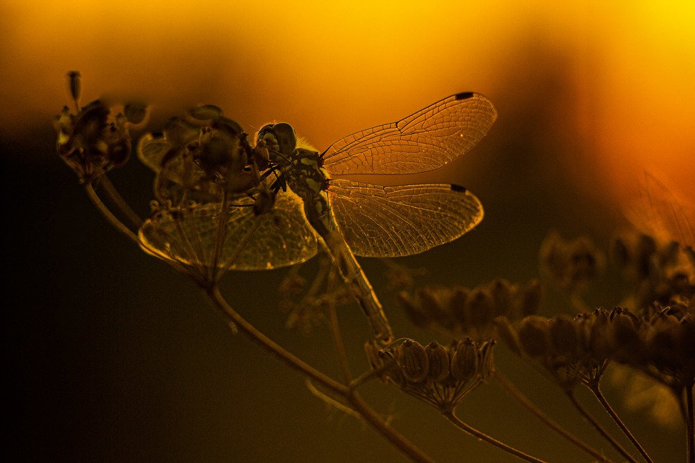 Photograph by Анастасия Смирнова