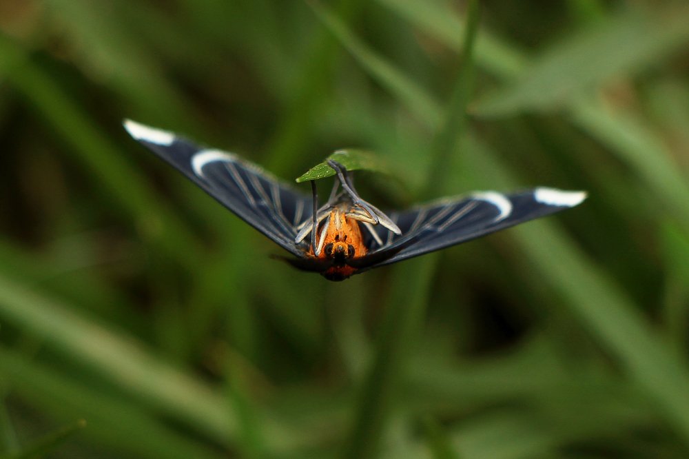 Photograph by Tatiana Barthem