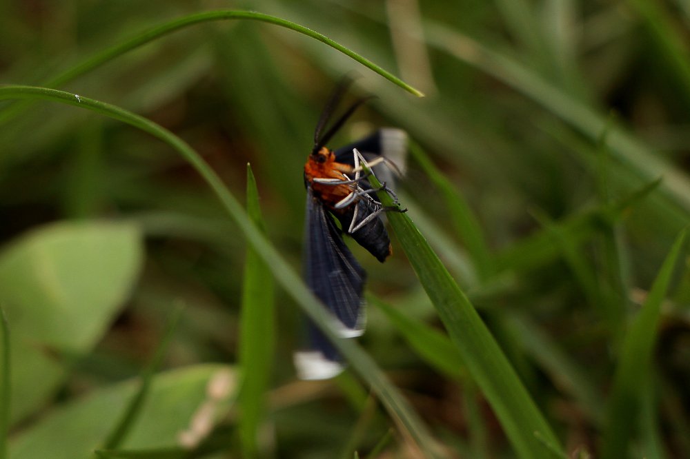 Photograph by Tatiana Barthem