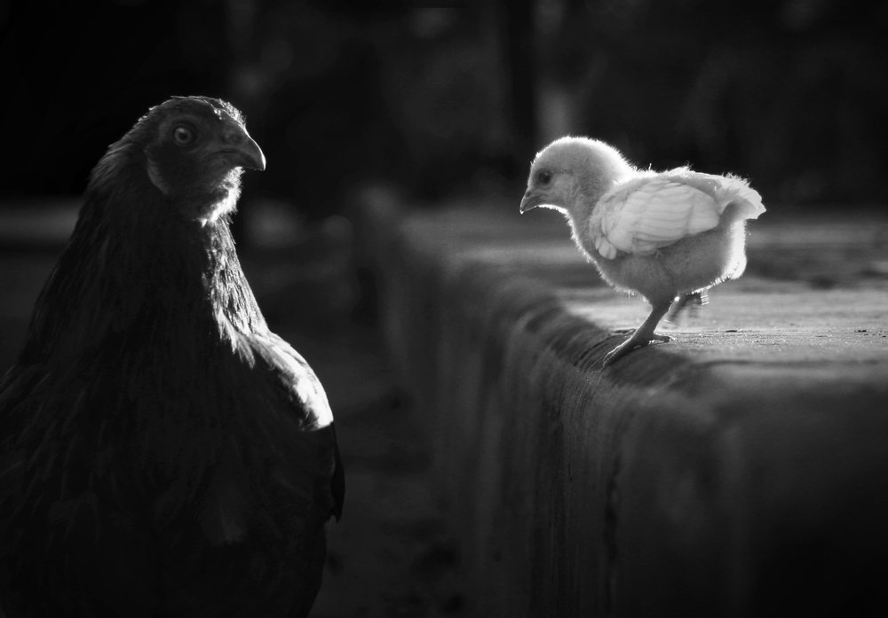 Photograph by Trần Nghĩa