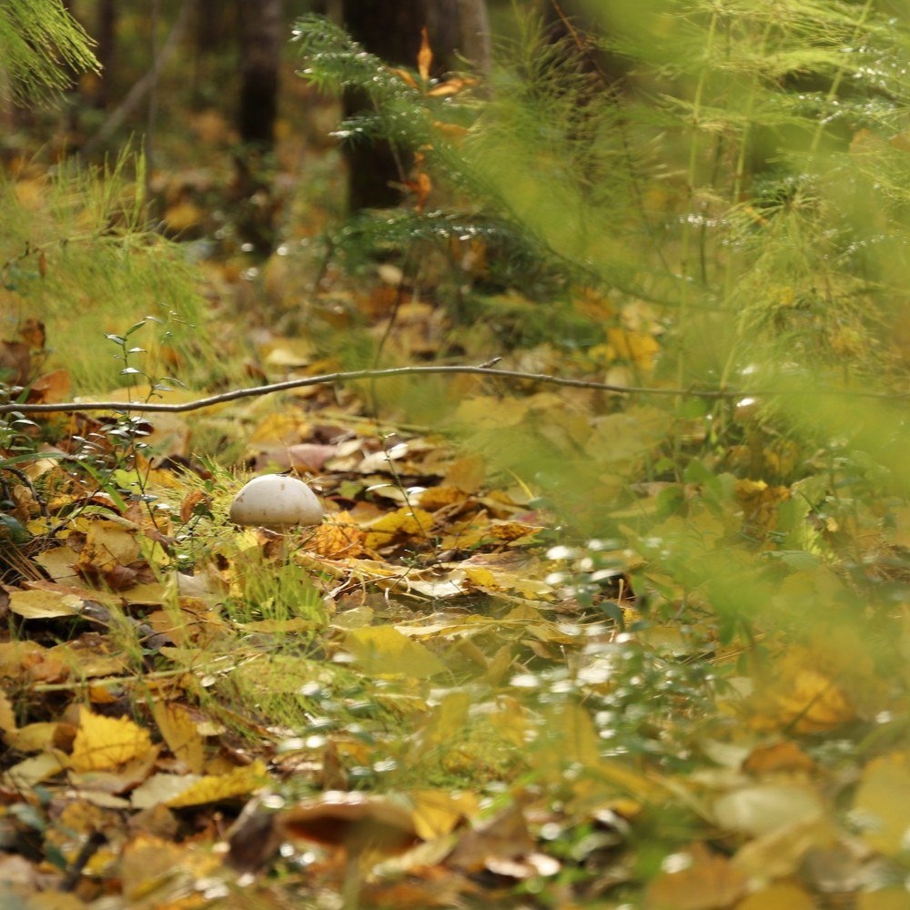 Photograph by Виктория Семенюта