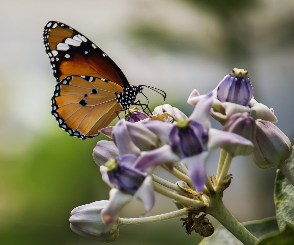 Photograph by sanchayan chowdhury