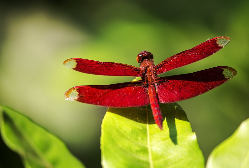 Photograph by sanchayan chowdhury
