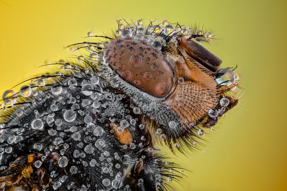 Photograph by Dobrin Ivanov