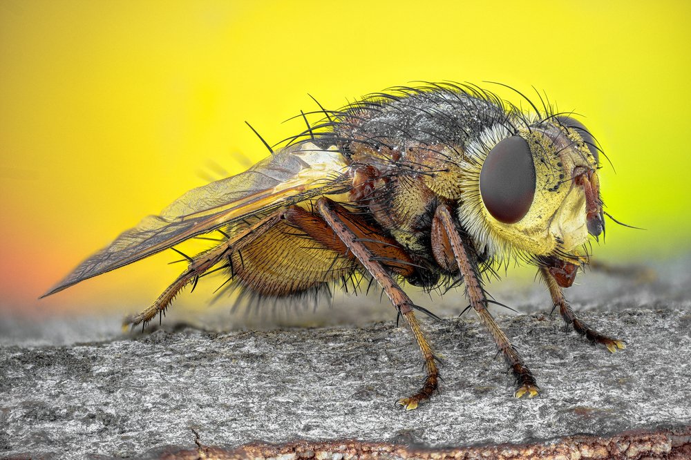 Фотография автора Dobrin Ivanov