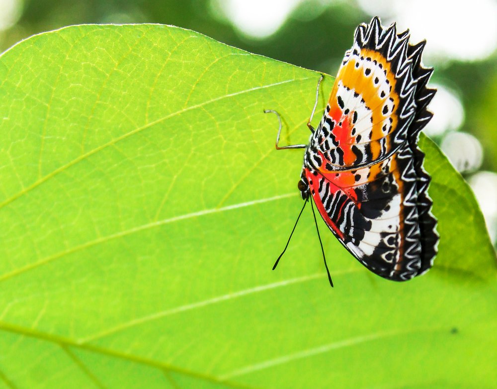 Photograph by sanchayan chowdhury