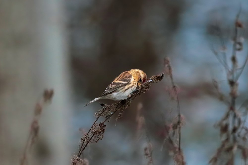 Sad redpoll