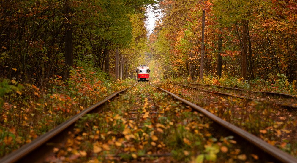 Forest tramway