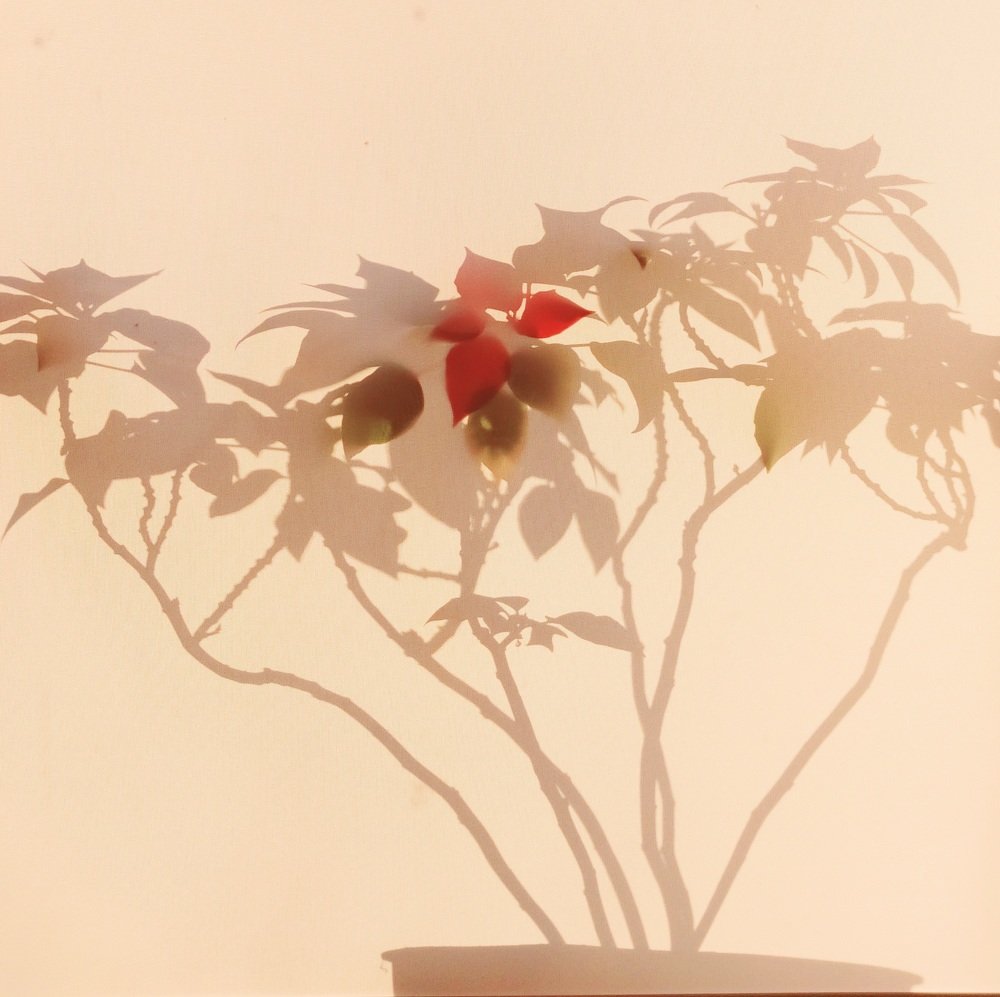 Аленький цветочек