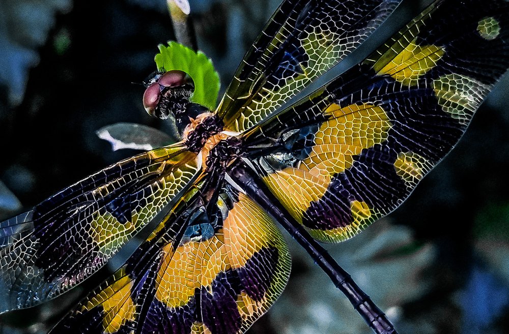 Photograph by vinamra gupta