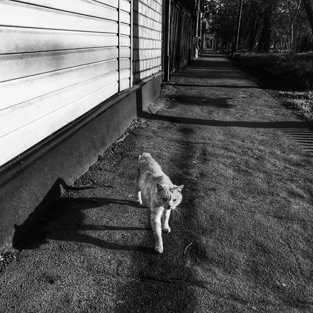 Фотография автора Ирина Курмалеева