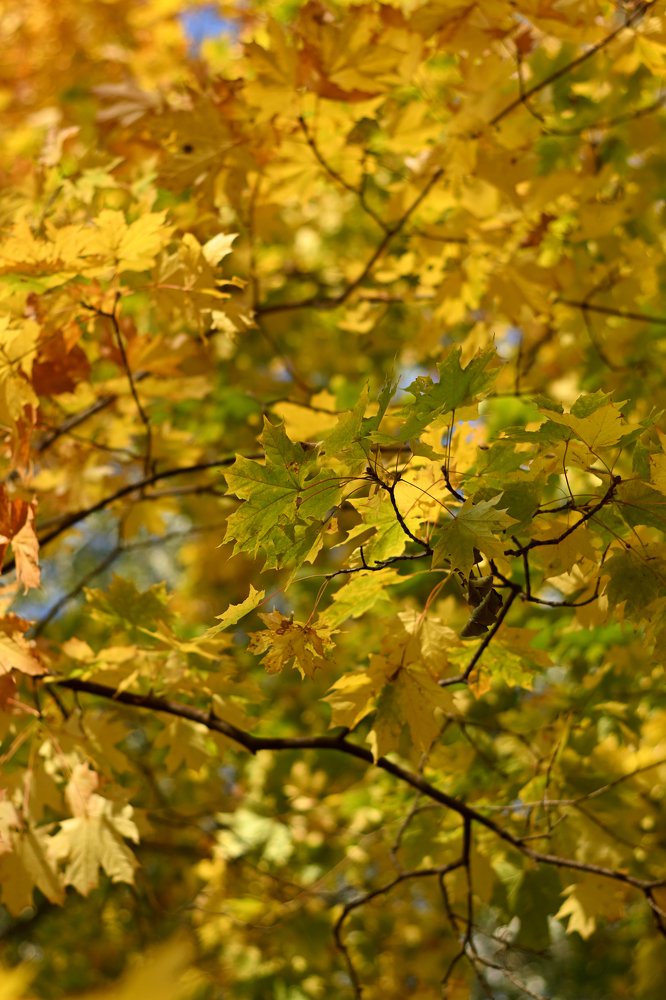 3 цвета осени