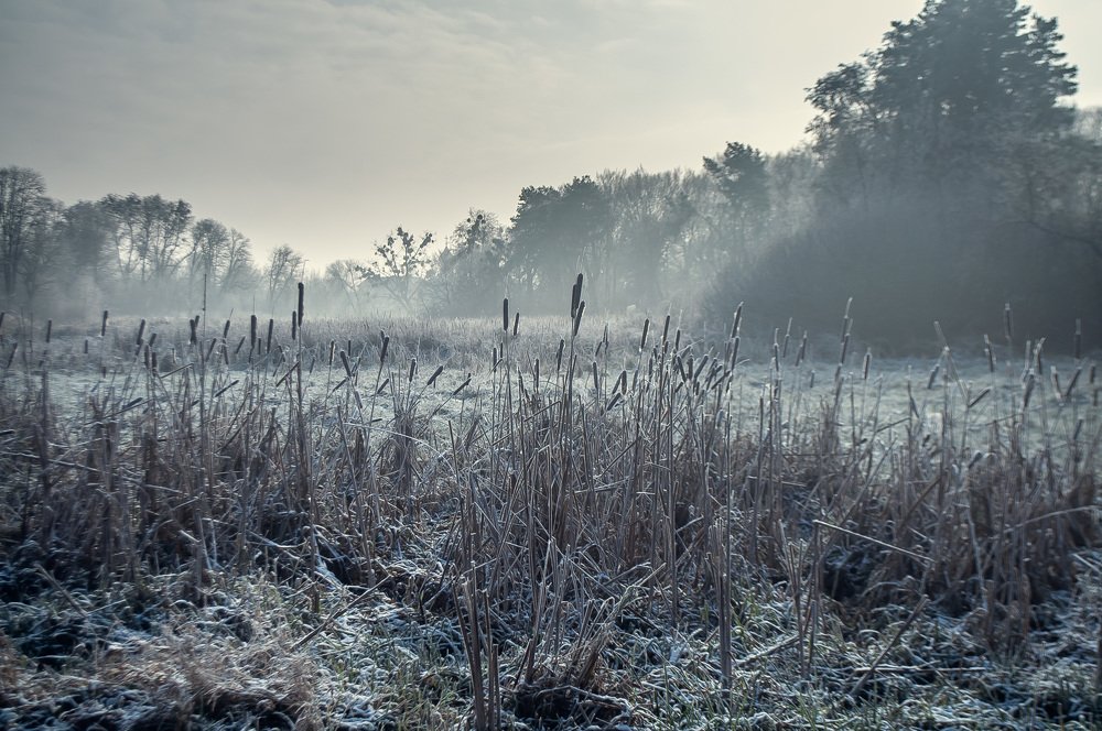 Reed in hoarfrost