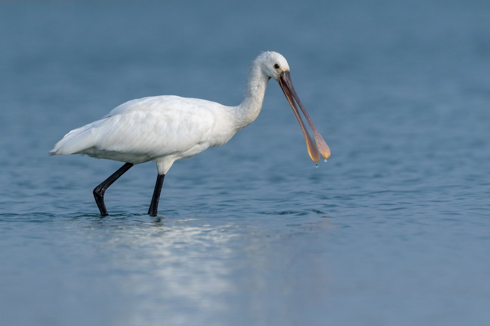 Фотография автора Gokul Addanki