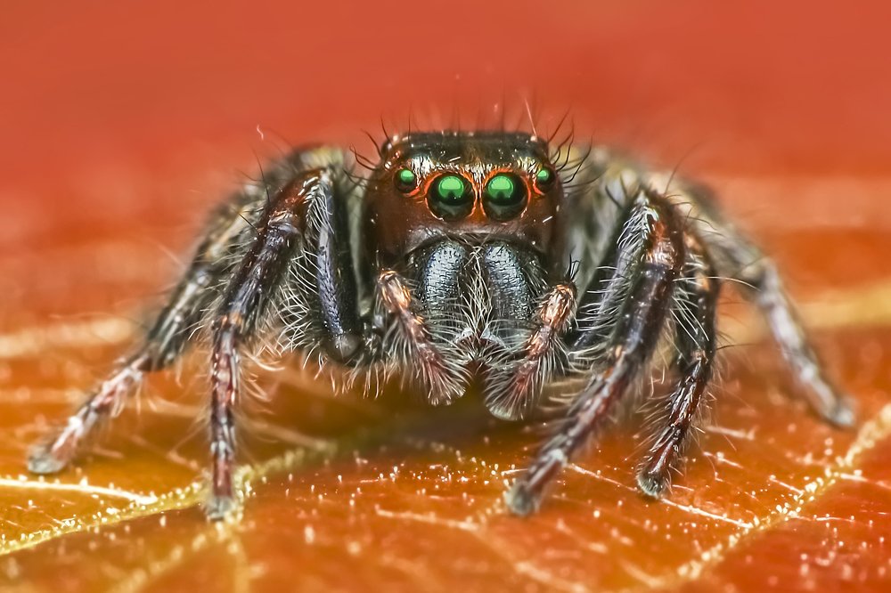 Фотография автора NeCoTi ChonTin