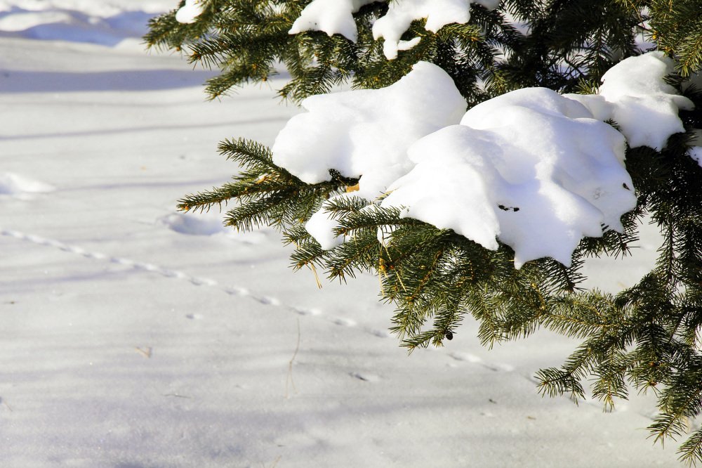 Photograph by Svetlana Victorovna Kibyakova