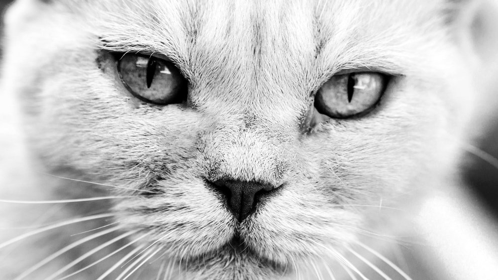 Photograph by Владимир Салапонов