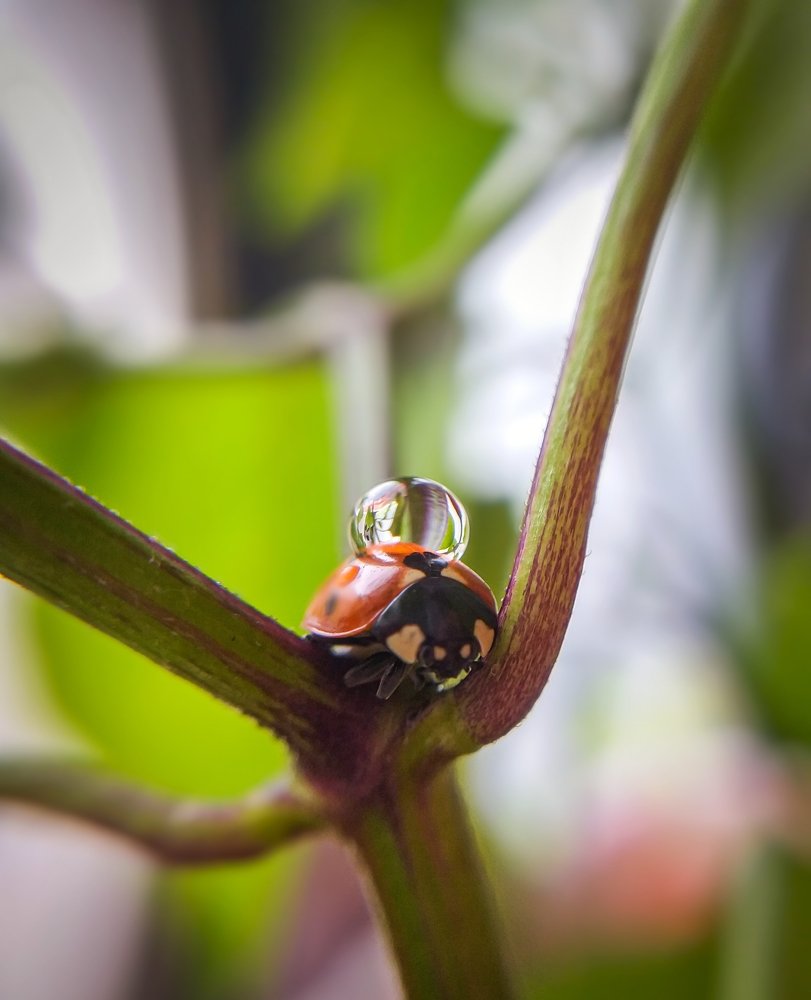 Photograph by Amin Hadadian