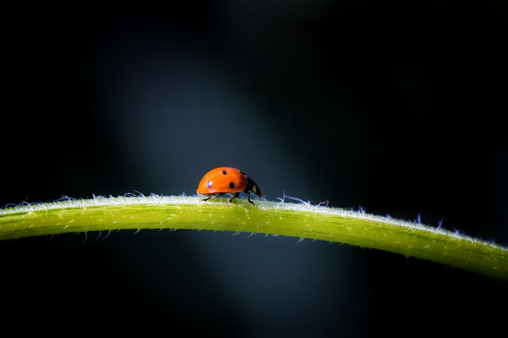 Photograph by Ignacio