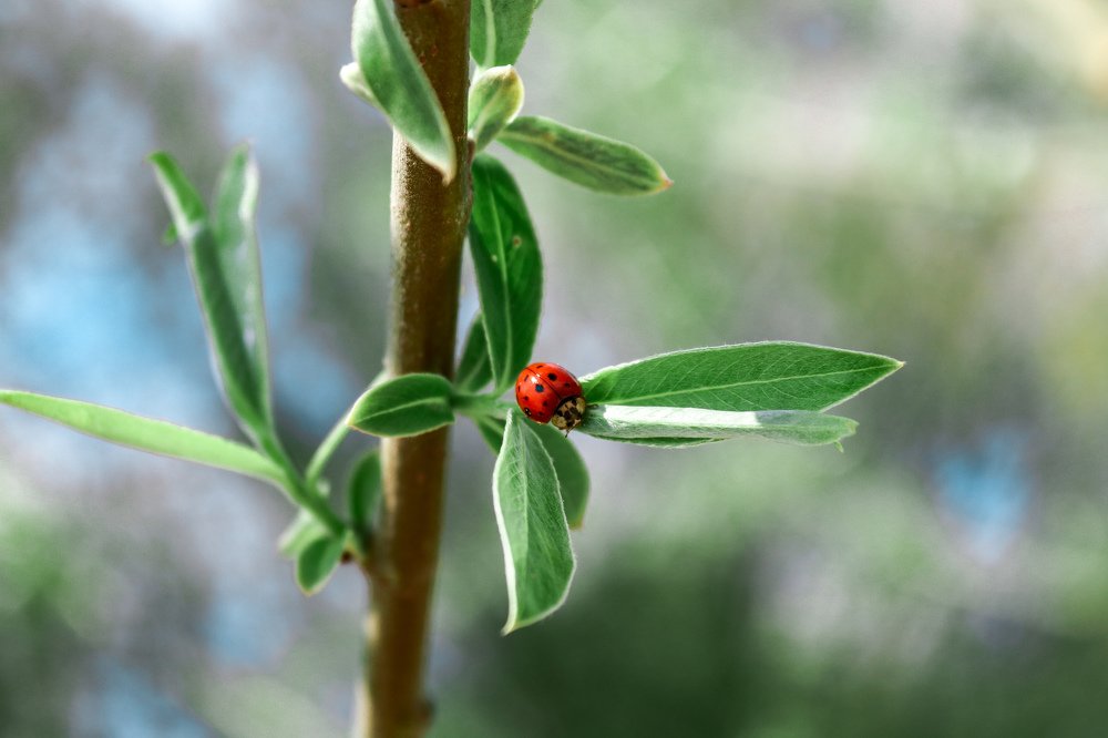 Photograph by Анна Иванова