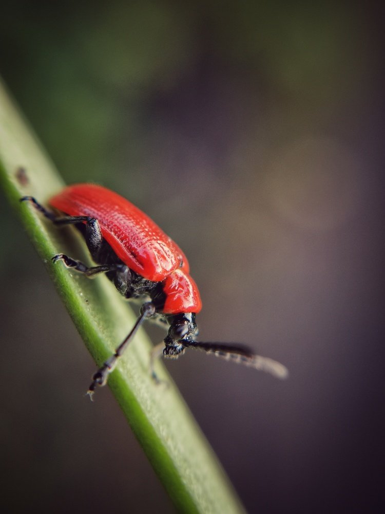 Photograph by Екатерина Ремез