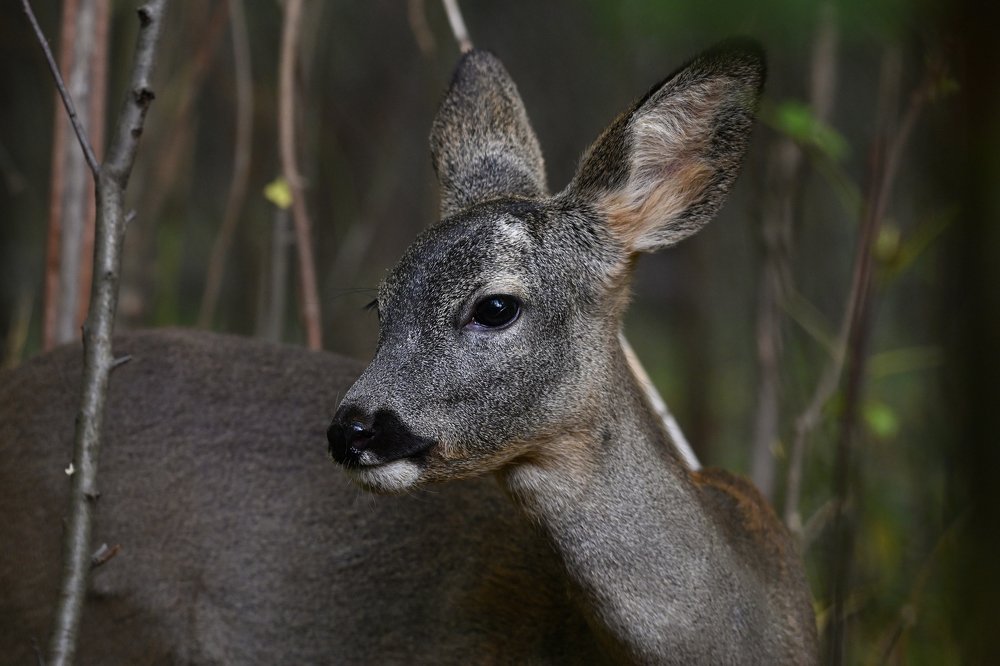 Молодая косуля