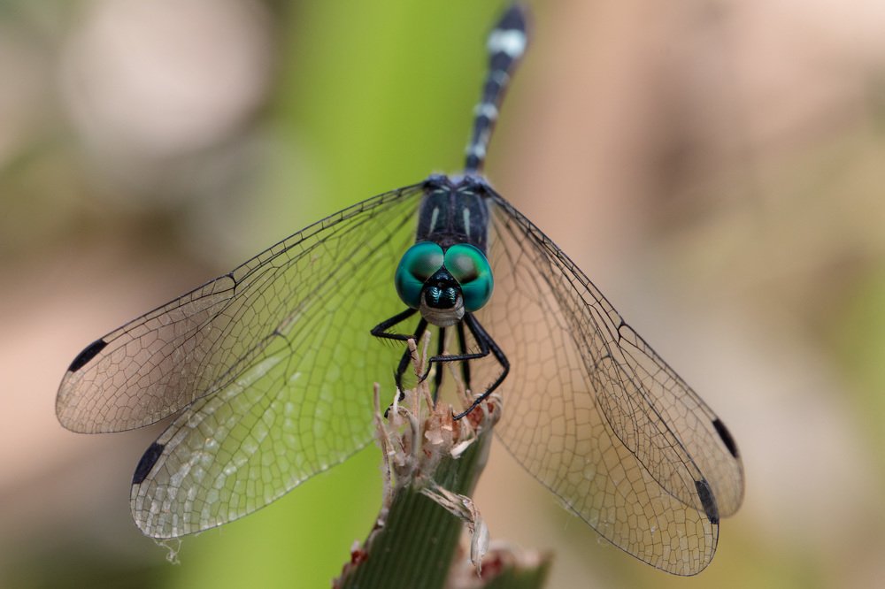 Blue eyes dragonfly