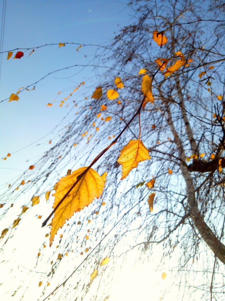 Оставшиеся зимовать