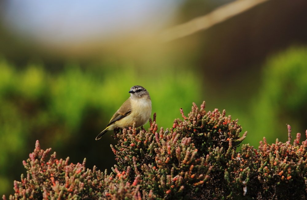 Photograph by Shrinivas Kulkarni