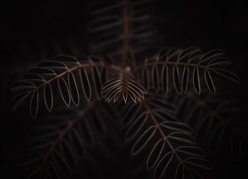 Photograph by Iuliu Borhidan