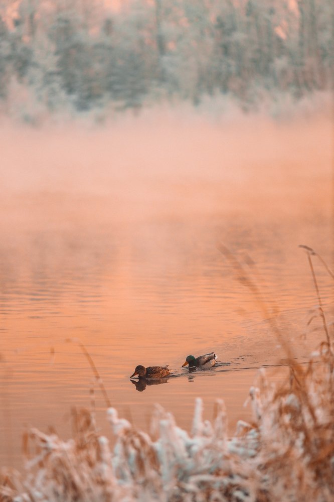 Фотография автора Анна Рыжкова